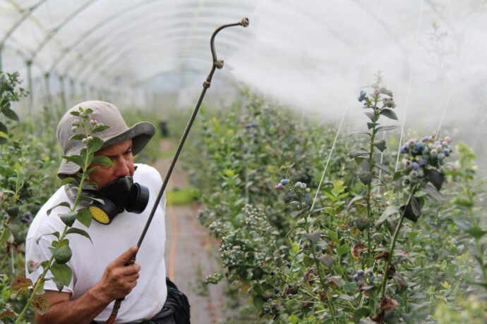 Organophosphate pesticides sprayed on blueberries