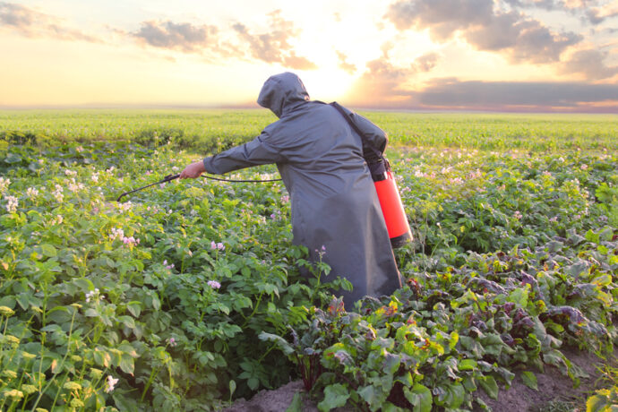 Pesticides sprayed on potatoes