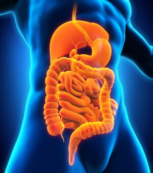 The human gut